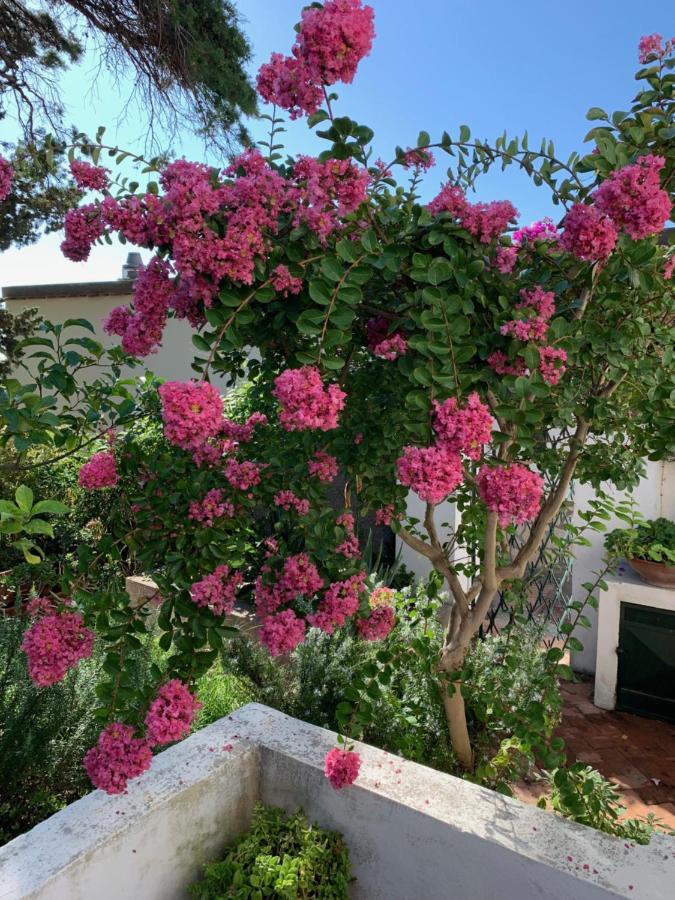 Bed and Breakfast Il Geranio Anacapri  Esterno foto